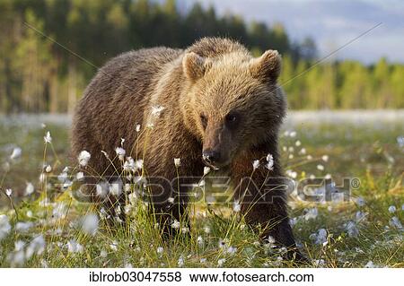 "Brown Bear (Ursus arctos) in a bog with cotton grass, Karelia, Finland, Europe" View Large Photo Image Stock Photo - "Brown Bear (Ursus arctos) in a bog with cotton grass, Karelia, Finland, Europe". Fotosearch