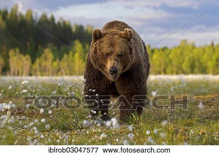 "Brown Bear (Ursus arctos) in a bog with cotton grass, Karelia, Finland, Europe" View Large Photo Image Stock Photo - "Brown Bear (Ursus arctos) in a bog with cotton grass, Karelia, Finland, Europe". Fotosearch