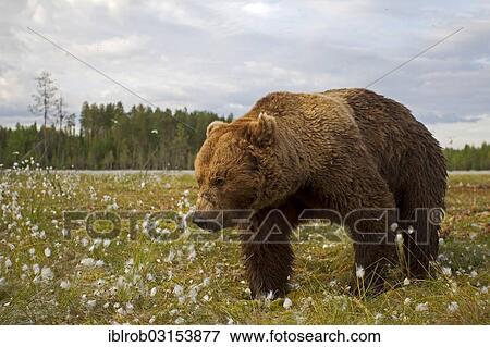 "Brown Bear (Ursus arctos) in a bog with cotton grass, Karelia, Finland, Europe" View Large Photo Image Stock Photo - "Brown Bear (Ursus arctos) in a bog with cotton grass, Karelia, Finland, Europe". Fotosearch