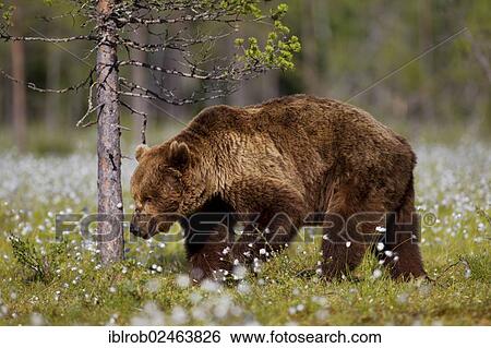 "Brown Bear (Ursus arctos) in a bog with cotton grass, Finland, Europe" View Large Photo Image Stock Photograph - "Brown Bear (Ursus arctos) in a bog with cotton grass, Finland, Europe". Fotosearch