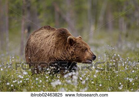 "Brown Bear (Ursus arctos) in a bog with cotton grass, Finland, Europe" View Large Photo Image Stock Photography - "Brown Bear (Ursus arctos) in a bog with cotton grass, Finland, Europe". Fotosearch