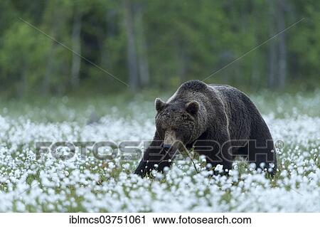 "Brown Bear (Ursus arctos) in cotton grass, Suomussalmi, Karelia, Finland, Europe" View Large Photo Image Stock Image - "Brown Bear (Ursus arctos) in cotton grass, Suomussalmi, Karelia, Finland, Europe". Fotosearch