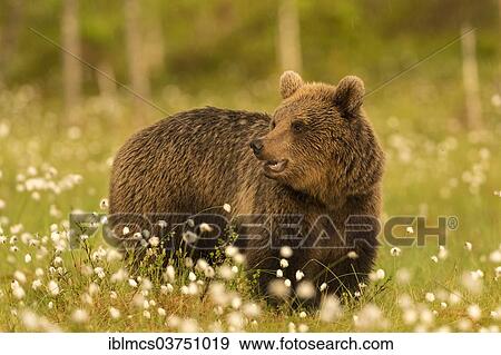 "Brown Bear (Ursus arctos) in cotton grass, Suomussalmi, Karelia, Finland, Europe" View Large Photo Image Stock Photo - "Brown Bear (Ursus arctos) in cotton grass, Suomussalmi, Karelia, Finland, Europe". Fotosearch