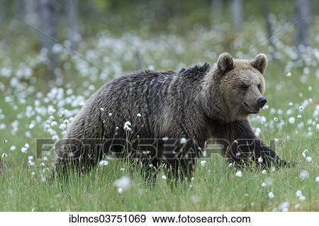 "Brown Bear (Ursus arctos) in cotton grass, Suomussalmi, Karelia, Finland, Europe" View Large Photo Image Stock Photo - "Brown Bear (Ursus arctos) in cotton grass, Suomussalmi, Karelia, Finland, Europe". Fotosearch