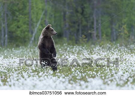 "Brown Bear (Ursus arctos) in cotton grass, Suomussalmi, Karelia, Finland, Europe" View Large Photo Image Stock Photograph - "Brown Bear (Ursus arctos) in cotton grass, Suomussalmi, Karelia, Finland, Europe". Fotosearch
