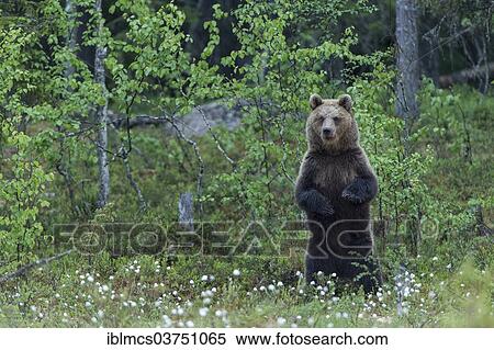 "Brown Bear (Ursus arctos) in cotton grass, Suomussalmi, Karelia, Finland, Europe" View Large Photo Image Stock Photography - "Brown Bear (Ursus arctos) in cotton grass, Suomussalmi, Karelia, Finland, Europe". Fotosearch