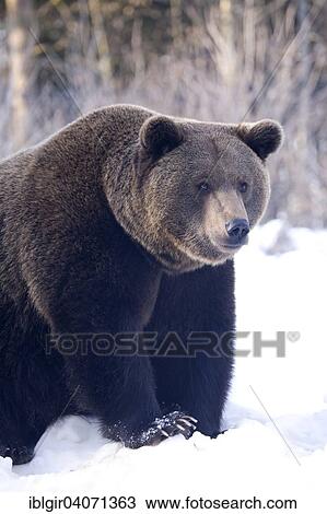 "Brown Bear (Ursus arctos) in snow, captive, Bavarian Forest National Park, Bavaria, Germany, Europe" View Large Photo Image Stock Image - "Brown Bear (Ursus arctos) in snow, captive, Bavarian Forest National Park, Bavaria, Germany, Europe". Fotosearch