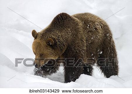 "Brown Bear (Ursus arctos) in the snow, outdoor animal enclosure, Nationalpark Bayerischer Wald, Bavaria, Germany, Europe" View Large Photo Image Stock Photo - "Brown Bear (Ursus arctos) in the snow, outdoor animal enclosure, Nationalpark Bayerischer Wald, Bavaria, Germany, Europe". Fotosearch