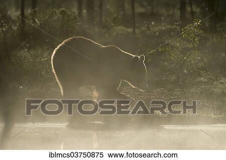 "Brown Bear (Ursus arctos) in the morning mist, Suomussalmi, Karelia, Finland, Europe" View Large Photo Image Stock Photography - "Brown Bear (Ursus arctos) in the morning mist, Suomussalmi, Karelia, Finland, Europe". Fotosearch