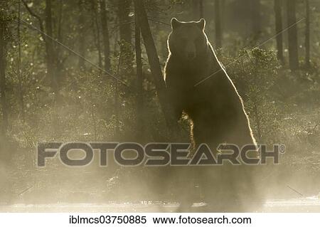 "Brown Bear (Ursus arctos) in the morning mist, Suomussalmi, Karelia, Finland, Europe" View Large Photo Image Stock Photography - "Brown Bear (Ursus arctos) in the morning mist, Suomussalmi, Karelia, Finland, Europe". Fotosearch