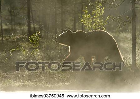 "Brown Bear (Ursus arctos) in the morning mist, Suomussalmi, Karelia, Finland, Europe" View Large Photo Image Stock Photography - "Brown Bear (Ursus arctos) in the morning mist, Suomussalmi, Karelia, Finland, Europe". Fotosearch