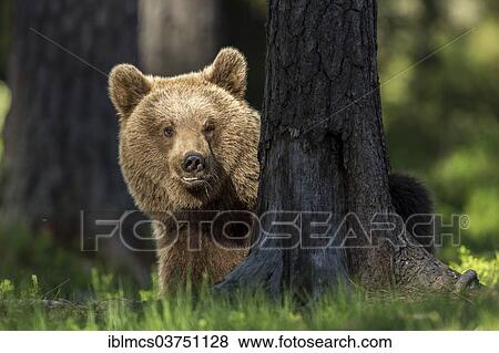 "Brown Bear (Ursus arctos), Kainuu, Finland, Europe" View Large Photo Image Stock Photo - "Brown Bear (Ursus arctos), Kainuu, Finland, Europe". Fotosearch