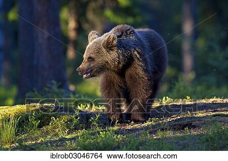 "Brown Bear (Ursus arctos), Karelia, Finland, Europe" View Large Photo Image Picture - "Brown Bear (Ursus arctos), Karelia, Finland, Europe". Fotosearch