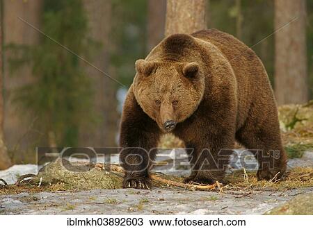 Stock Image - "Brown Bear (Ursus arctos), Karelia, Finland, Europe". Fotosearch