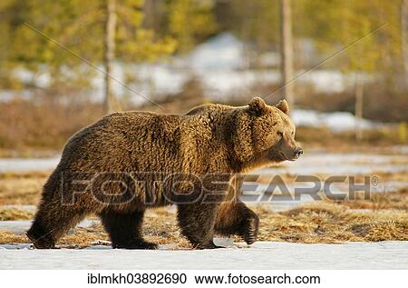 "Brown Bear (Ursus arctos), Karelia, Finland, Europe" View Large Photo Image Stock Image - "Brown Bear (Ursus arctos), Karelia, Finland, Europe". Fotosearch