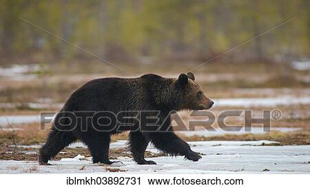 "Brown Bear (Ursus arctos), Karelia, Finland, Europe" View Large Photo Image Stock Image - "Brown Bear (Ursus arctos), Karelia, Finland, Europe". Fotosearch