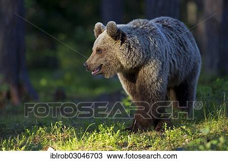 "Brown Bear (Ursus arctos), Karelia, Finland, Europe" View Large Photo Image Stock Image - "Brown Bear (Ursus arctos), Karelia, Finland, Europe". Fotosearch