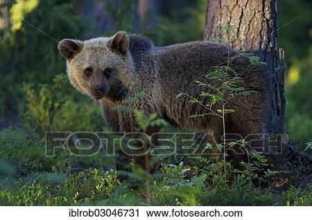 "Brown Bear (Ursus arctos), Karelia, Finland, Europe" View Large Photo Image Stock Image - "Brown Bear (Ursus arctos), Karelia, Finland, Europe". Fotosearch