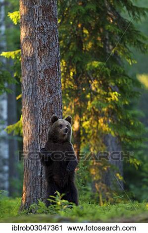 Stock Image - "Brown Bear (Ursus arctos), Karelia, Finland, Europe". Fotosearch