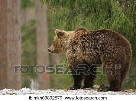 "Brown Bear (Ursus arctos), Karelia, Finland, Europe" View Large Photo Image Stock Photo - "Brown Bear (Ursus arctos), Karelia, Finland, Europe". Fotosearch