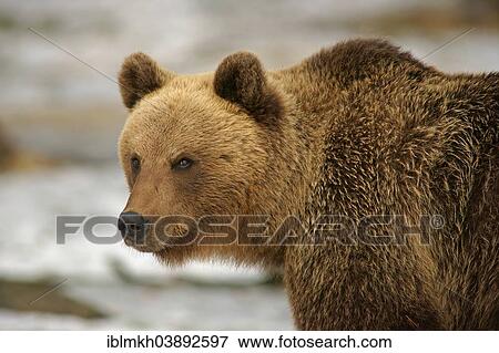 Stock Photo - "Brown Bear (Ursus arctos), Karelia, Finland, Europe". Fotosearch