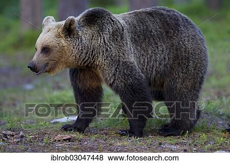 "Brown Bear (Ursus arctos), Karelia, Finland, Europe" View Large Photo Image Stock Photo - "Brown Bear (Ursus arctos), Karelia, Finland, Europe". Fotosearch