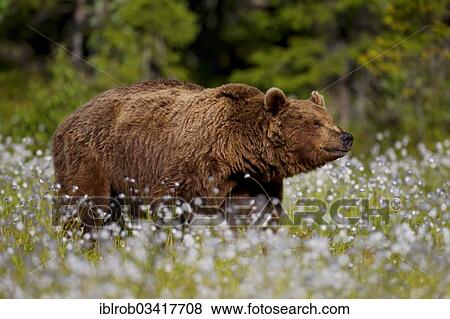 "Brown Bear (Ursus arctos), Karelia, Finland, Europe" View Large Photo Image Stock Photo - "Brown Bear (Ursus arctos), Karelia, Finland, Europe". Fotosearch