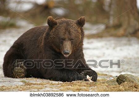 "Brown Bear (Ursus arctos), Karelia, Finland, Europe" View Large Photo Image Stock Photograph - "Brown Bear (Ursus arctos), Karelia, Finland, Europe". Fotosearch