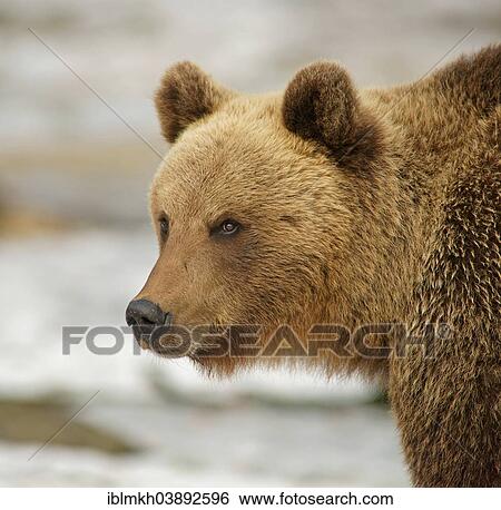 Stock Photograph - "Brown Bear (Ursus arctos), Karelia, Finland, Europe". Fotosearch