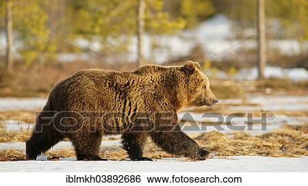 "Brown Bear (Ursus arctos), Karelia, Finland, Europe" View Large Photo Image Stock Photograph - "Brown Bear (Ursus arctos), Karelia, Finland, Europe". Fotosearch