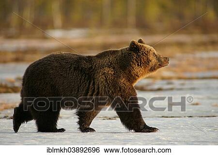Stock Photograph - "Brown Bear (Ursus arctos), Karelia, Finland, Europe". Fotosearch