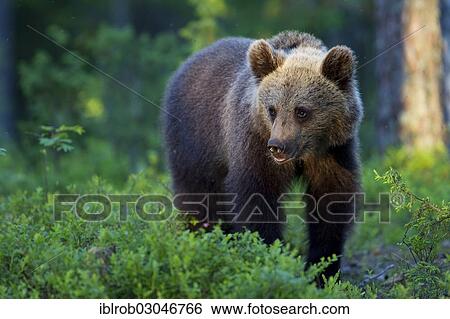 "Brown Bear (Ursus arctos), Karelia, Finland, Europe" View Large Photo Image Stock Photograph - "Brown Bear (Ursus arctos), Karelia, Finland, Europe". Fotosearch