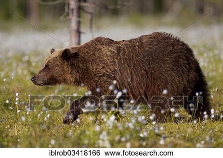 Stock Photograph - "Brown Bear (Ursus arctos), Karelia, Finland, Europe". Fotosearch