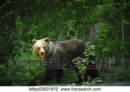 "Brown Bear (Ursus arctos), Langenberg Zoo, Adliswil, Canton of Zurich, Switzerland, Europe" View Large Photo Image Stock Image - "Brown Bear (Ursus arctos), Langenberg Zoo, Adliswil, Canton of Zurich, Switzerland, Europe". Fotosearch