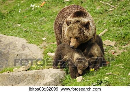 "Brown Bear (Ursus arctos) looking at her two cubs, 4 months, while feeding, Langenberg Zoo, Adliswil, Canton of Zurich, Switzerland, Europe" View Large Photo Image Stock Photo - "Brown Bear (Ursus arctos) looking at her two cubs, 4 months, while feeding, Langenberg Zoo, Adliswil, Canton of Zurich, Switzerland, Europe". Fotosearch