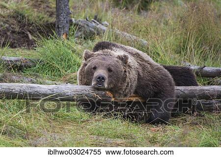 "Brown bear (Ursus arctos) lying on a fallen tree trunk, Namsskogan Familienpark, Trones, Nord-Trondelag, Trondelag, Norway, Europe" View Large Photo Image Stock Photography - "Brown bear (Ursus arctos) lying on a fallen tree trunk, Namsskogan Familienpark, Trones, Nord-Trondelag, Trondelag, Norway, Europe". Fotosearch