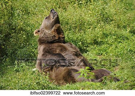 "Brown bear (Ursus arctos) lying on his back sunbathing, animal park, Bavarian Forest National Park, Bavaria, Germany, Europe" View Large Photo Image Stock Image - "Brown bear (Ursus arctos) lying on his back sunbathing, animal park, Bavarian Forest National Park, Bavaria, Germany, Europe". Fotosearch