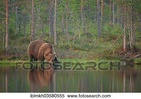 Stock Photography - "Brown Bear (Ursus arctos) on a bank, drinking water, Suomussalmi, Kainuu, Finland, Europe". Fotosearch