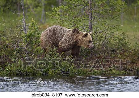 Stock Photo - "Brown Bear (Ursus arctos) on the lakeshore, Karelia, Finland, Europe". Fotosearch