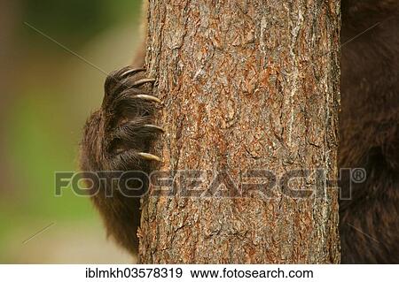 "Brown Bear (Ursus arctos), paw on a tree trunk, Suomussalmi, Kainuu, Finland, Europe" View Large Photo Image Stock Photo - "Brown Bear (Ursus arctos), paw on a tree trunk, Suomussalmi, Kainuu, Finland, Europe". Fotosearch