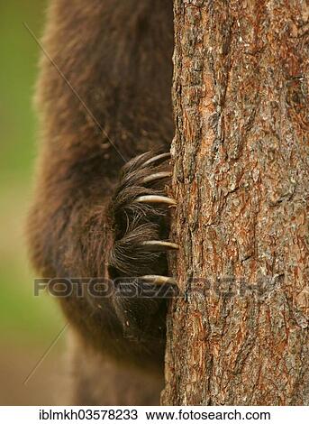 "Brown Bear (Ursus arctos), paw with claws on a tree trunk, Suomussalmi, Kainuu, Finland, Europe" View Large Photo Image Stock Image - "Brown Bear (Ursus arctos), paw with claws on a tree trunk, Suomussalmi, Kainuu, Finland, Europe". Fotosearch