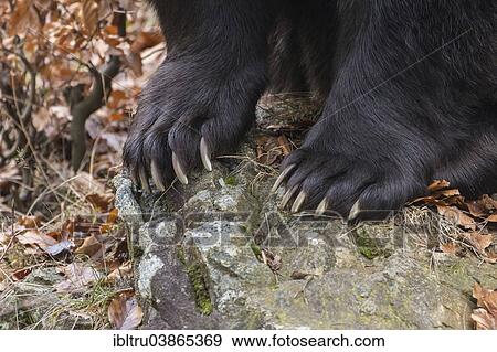 Stock Photo - "Brown Bear (Ursus arctos), paws, animal enclosure, Bavarian Forest National Park, Bavaria, Germany, Europe". Fotosearch