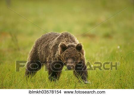 "Brown Bear (Ursus arctos), Suomussalmi, Kainuu, Finland, Europe" View Large Photo Image Picture - "Brown Bear (Ursus arctos), Suomussalmi, Kainuu, Finland, Europe". Fotosearch