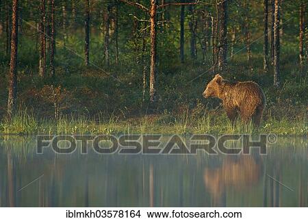 "Brown Bear (Ursus arctos), Suomussalmi, Kainuu, Finland, Europe" View Large Photo Image Picture - "Brown Bear (Ursus arctos), Suomussalmi, Kainuu, Finland, Europe". Fotosearch