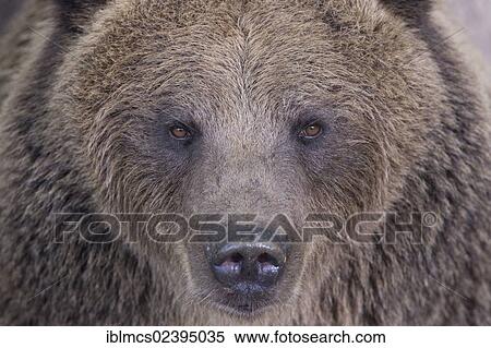Stock Photography - "Brown bear (Ursus arctos), portrait, Knuell wildlife park, Homberg, North Hesse, Hesse, Germany, Europe". Fotosearch
