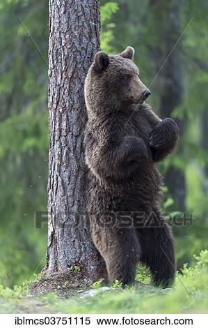 "Brown Bear (Ursus arctos) rubbing its back against tree trunk, Kainuu, Finland, Europe" View Large Photo Image Stock Photography - "Brown Bear (Ursus arctos) rubbing its back against tree trunk, Kainuu, Finland, Europe". Fotosearch