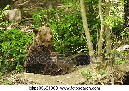 "Brown Bear (Ursus arctos) sitting in front of its den in the forest and suckling her four-month-old bear cub, Langenberg Zoo, Adliswil, Canton of Zurich, Switzerland, Europe" View Large Photo Image Stock Image - "Brown Bear (Ursus arctos) sitting in front of its den in the forest and suckling her four-month-old bear cub, Langenberg Zoo, Adliswil, Canton of Zurich, Switzerland, Europe". Fotosearch