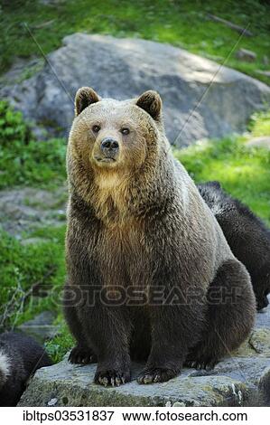 "Brown Bear (Ursus arctos) sitting on a rock, Langenberg Zoo, Adliswil, Canton of Zurich, Switzerland, Europe" View Large Photo Image Stock Photo - "Brown Bear (Ursus arctos) sitting on a rock, Langenberg Zoo, Adliswil, Canton of Zurich, Switzerland, Europe". Fotosearch