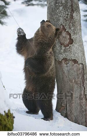 "Brown Bear (Ursus arctos), standing at tree scratching its back, animal enclosure, Bavarian Forest National Park, Neuschonau, Lower Bavaria, Bavaria, Germany, Europe" View Large Photo Image Stock Photograph - "Brown Bear (Ursus arctos), standing at tree scratching its back, animal enclosure, Bavarian Forest National Park, Neuschonau, Lower Bavaria, Bavaria, Germany, Europe". Fotosearch