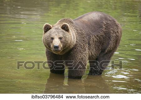 "Brown Bear (Ursus arctos), standing in water, animal enclosure, Bavarian Forest National Park, Neuschonau, Lower Bavaria, Bavaria, Germany, Europe" View Large Photo Image Picture - "Brown Bear (Ursus arctos), standing in water, animal enclosure, Bavarian Forest National Park, Neuschonau, Lower Bavaria, Bavaria, Germany, Europe". Fotosearch